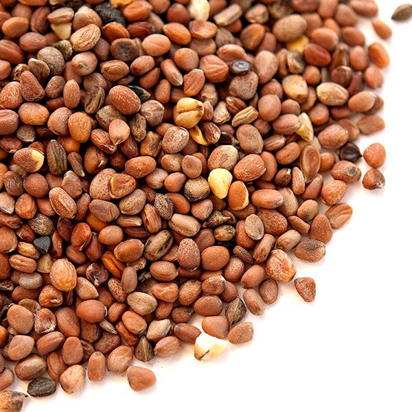 Daikon Radish Seeds (Organic)