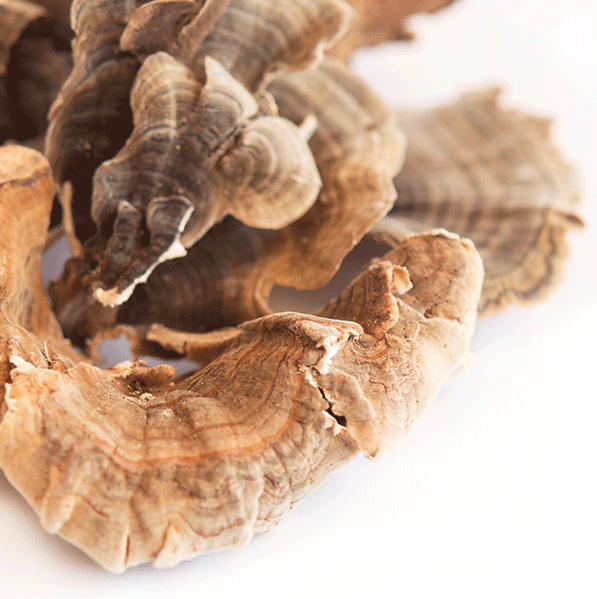 Turkey Tail Mushroom