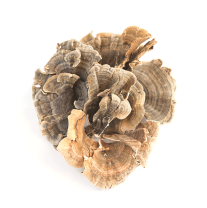 Turkey Tail Mushrooms, Dried