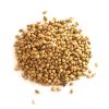 Coriander Seed (Extra Bold)