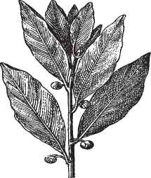 Aazon.co : Bay Leaves, Ground-4oz-Bay Leaf Powder
