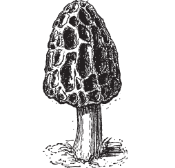 Morel Mushrooms