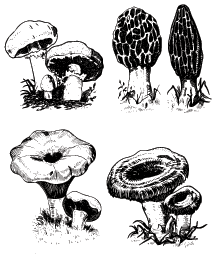 Mushrooms