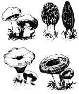 Mushrooms