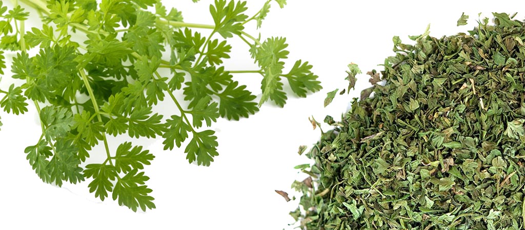 Chervil